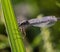 Bluet, damselfly, damselflies, dragonfly, with blurred background