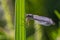 Bluet, damselfly, damselflies, dragonfly, with blurred background