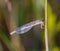 Bluet, damselfly, damselflies, dragonfly, with blurred background