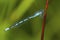 Bluet damselfly on grass in New Hampshire