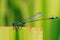 Bluetail damselfly