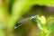 Bluetail damselfly on a green leaf