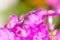 Bluetail damselfly on a pink flower
