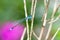 Bluetail damselfly on a twig