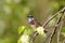 Bluethroat