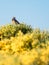 Bluethroat bird Luscinia svecica in colorful spring