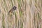 Bluethroat bird in the reed