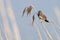 Bluethroat bird in the reed