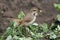 Bluethroat (female)