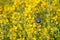 Bluethroat in a field