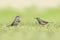 Bluethroat foraging in grass