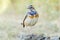 Bluethroat Luscinia