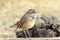 Bluethroat Luscinia