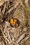 Bluethroat (Luscinia svecica)