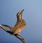 Bluethroat ( Luscinia svecica )