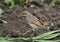 Bluethroat (Luscinia svecica)