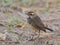 Bluethroat Luscinia svecica beautiful brown bird with coloful blue neck standing on the ground in the meadow field, exotic