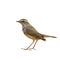 Bluethroat Luscinia svecica beautiful bworn bird with blue and orange neck and fine tail lifting isolated on white background,