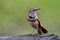 bluethroat (Luscinia svecica) beautiful fine blue chin feather bird perching on soil pole over fine green background