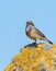 Bluethroat, Luscinia svecica. A bird sings in the early morning, sitting on a rock against the sky