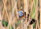 Bluethroat, Luscinia svecica. A bird sings sitting on a reed stalk