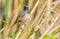 Bluethroat, Luscinia svecica. The bird sits on a cane stalk looking directly into the lens