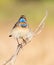 Bluethroat, Luscinia svecica. The bird sits on a cane stalk looking directly into the lens. Feathers from below swelled in the