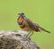 Bluethroat Luscinia svecica brown bird perching on dirt rock showing colorful neck feathers, fascinated creature