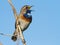 Bluethroat, Luscinia svecica, Cyanecula svecica. Early in the morning the male bird sits on a stalk of a plant and sings