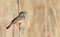 Bluethroat, Luscinia svecica. A male bird sings while perched on a reed stalk on a riverbank