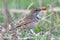 Bluethroat, Luscinia svecica, with prey in a beak. Male