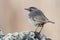 Bluethroat, Luscinia svecica, sits on the stone. Male