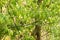 The bluethroat (Luscinia svecica) - a small passerine bird