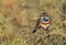 Bluethroat perched on a bush