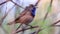 Bluethroat singing while sitting on a branch in the morning spring