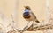 Bluethroat sings at sunrise by the river