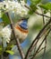 Bluethroat sitting on the bird cherry tree