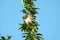 Bluethroat sitting on a tree branch