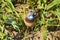 Bluethroat walking on the grass