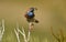 Bluethroat with a worm in the sierra de gredos