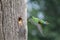 Bluethroated barbet