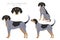 Bluetick coonhound clipart. Different coat colors and poses set