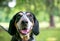 A Bluetick Coonhound dog with a happy expression