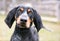 A Bluetick Coonhound dog listening with a head tilt