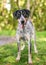 A Bluetick Coonhound mixed breed dog with a happy expression