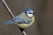 Bluetit