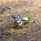 Bluetit in autumn