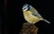 Bluetit bird.