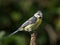 Bluetit on branch tip