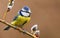 Bluetit Cyanistes caeruleus